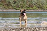 BULLMASTIFF 085